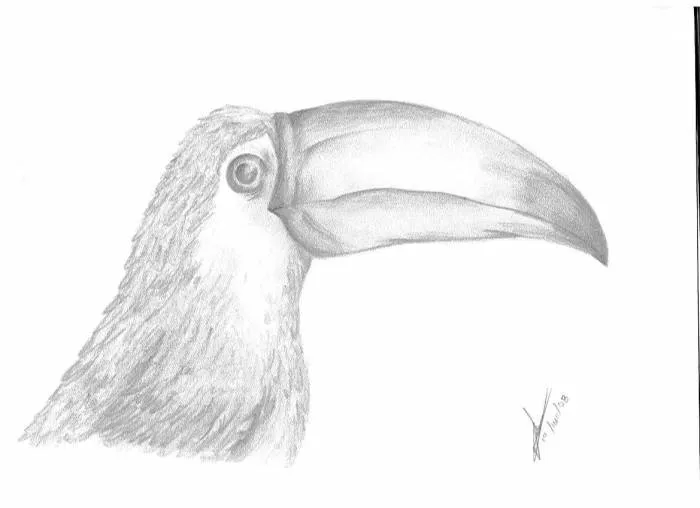 Tucan Valeria Rincón Gallardo V. - Artelista.com Tucan Valeria Rincón Gallardo V. - Artelista.com