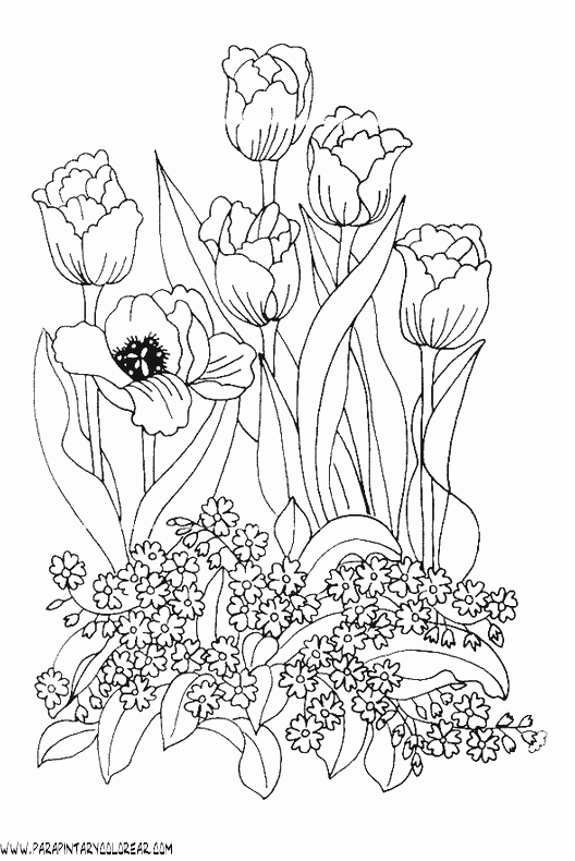 dibujos-para-pintar-de-flores-tulipanes-011 dibujos-para-pintar-de-flores-tulipanes-011