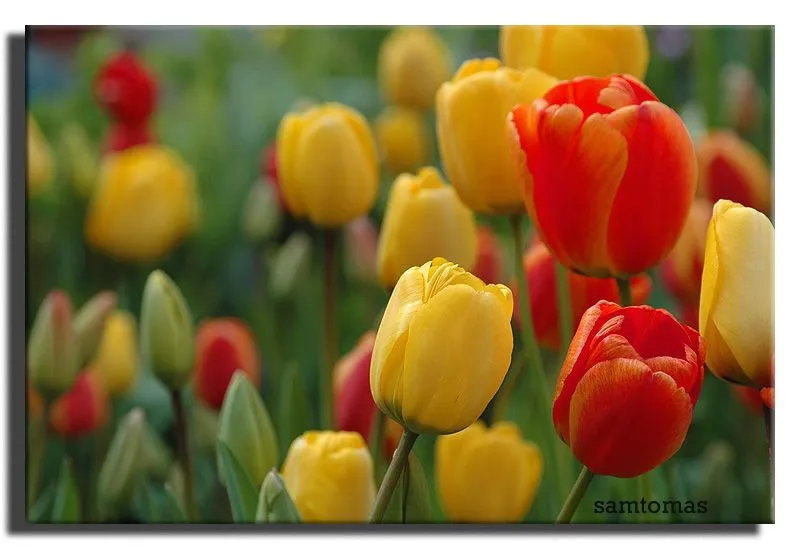 Imágenes de hermosos tulipanes | Flores para todo. Imágenes de hermosos tulipanes | Flores para todo.