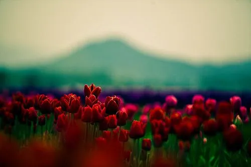 tulipanes rojos | Tumblr