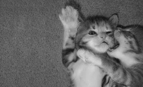 Tumblr gatitos tiernos - Imagui