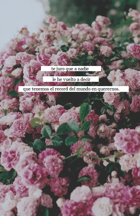 Tumblr rosas con frases - Imagui