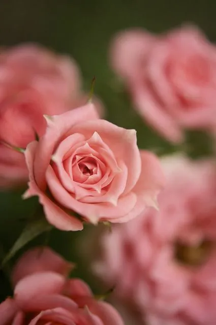 tumblr vintage landscape flowers pink nature rose roses SOny ...