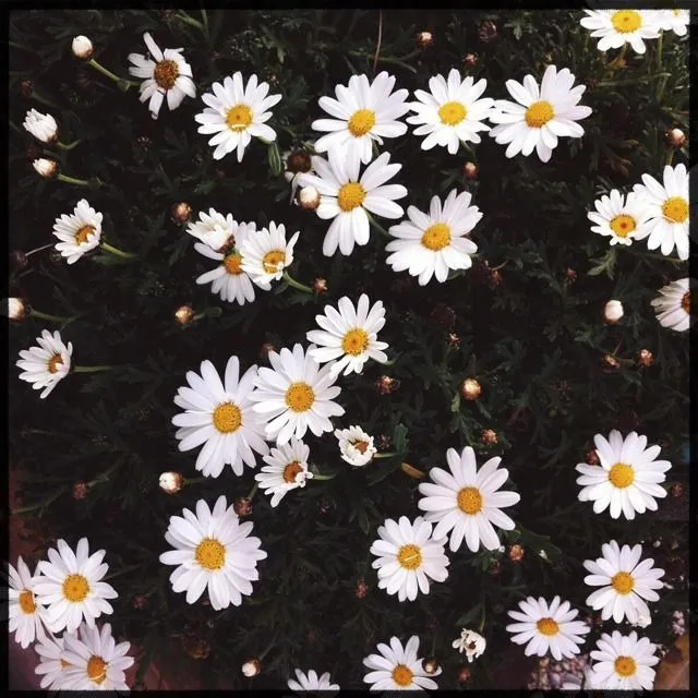 Margaritas flores tumblr - Imagui