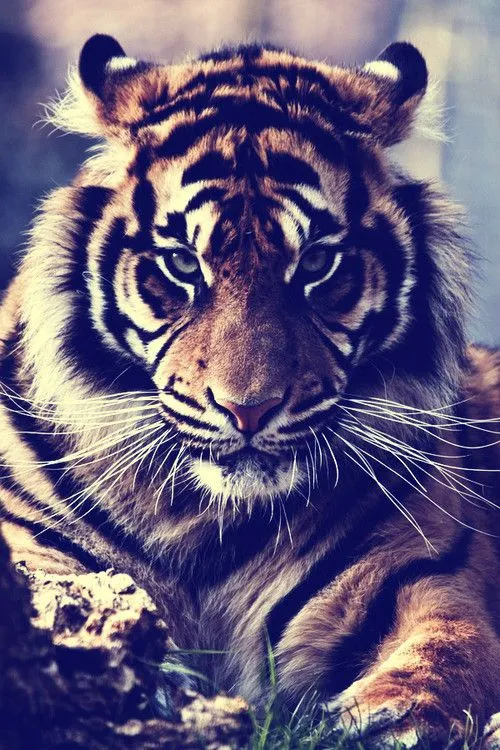 Extinción. : Tigre de bengala.