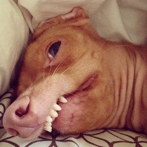 Tuna, el perro más agraciado de Internet | Marcianos