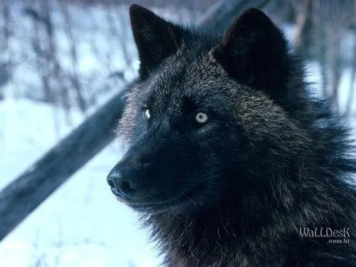 Tundra Wolf, Alaska | Papéis de parede Lobos, fotos, imagens e ...
