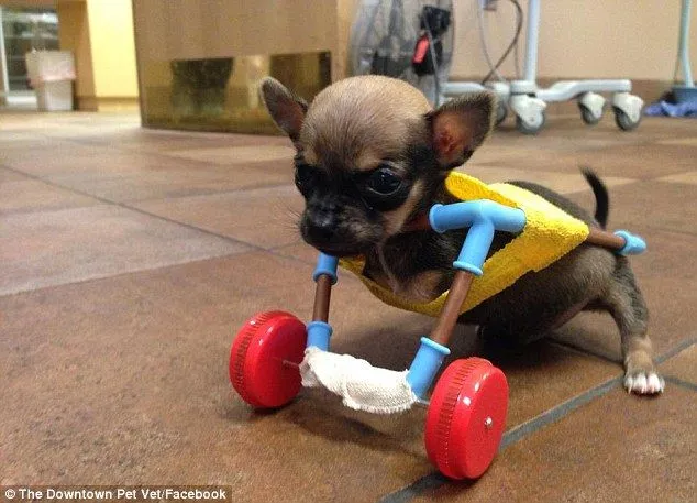 Turbo the tiny disabled chihuahua gets his first set of wheels ...