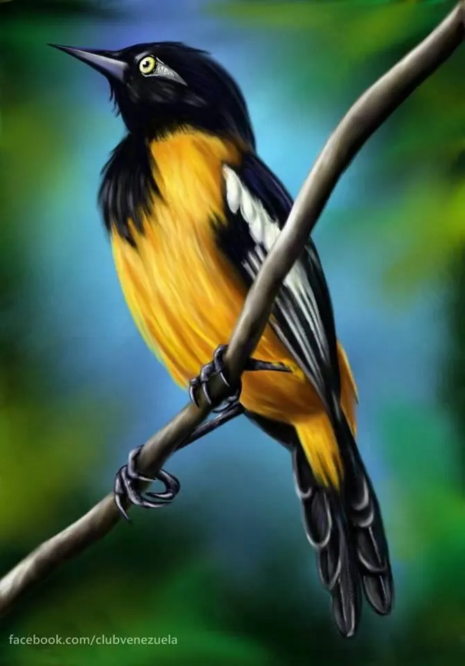 El Turpial Ave Nacional | Beautiful birds, Wild animal kingdom, Colorful  birds