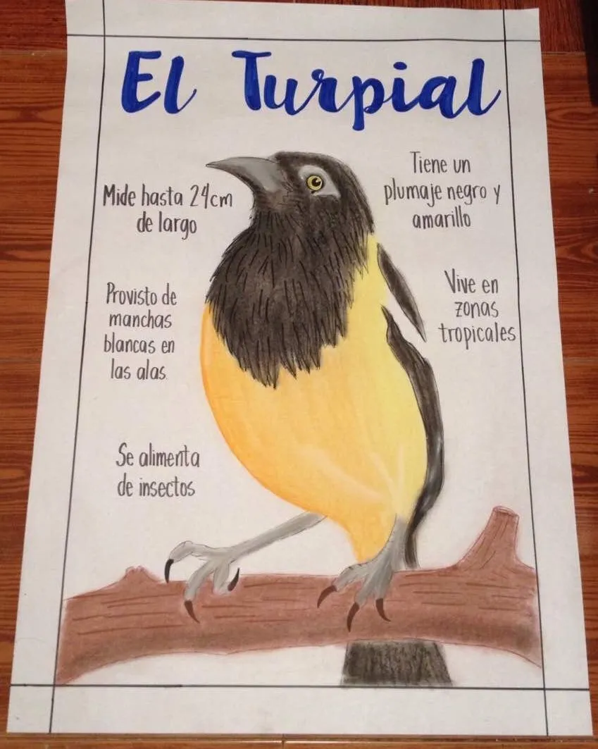 El Turpial | Dibujo, Bird, Artist