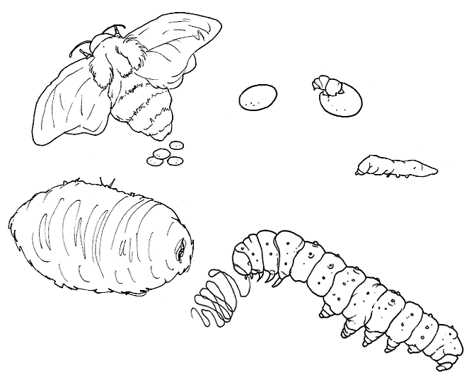 Por último, unos dibujos de gusanos de seda y hojas de morera para ...