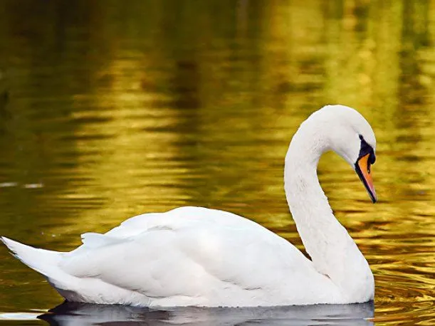 Estados Unidos: Hombre muere atacado por un cisne Estados Unidos: Hombre muere atacado por un cisne