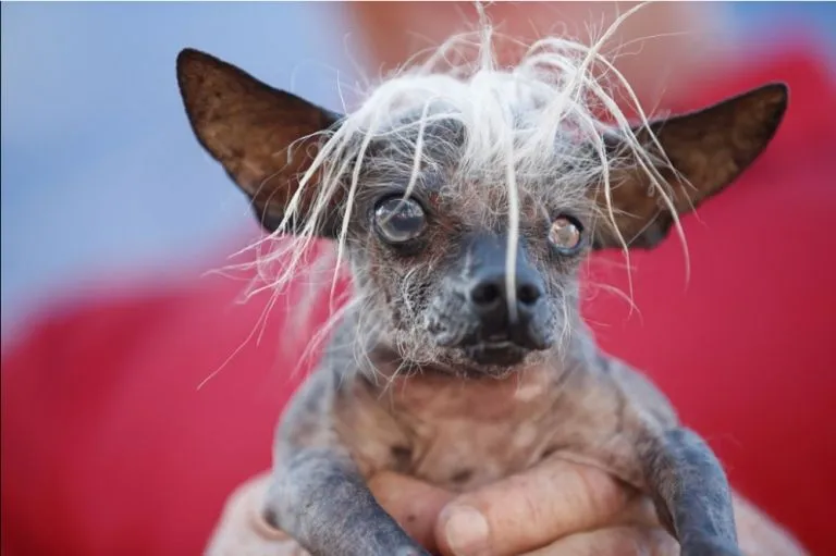 En Estados Unidos se premia al perro más feo del mundo | Cubadebate