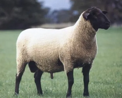 Universo Animal: ¿Cuántas especies de ovejas hay en el mundo ...