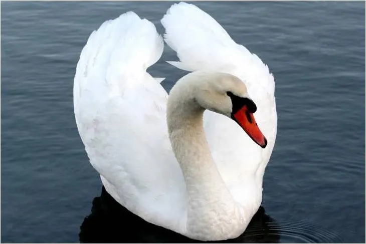 Universo Animal: Curiosidades sobre los Cisnes