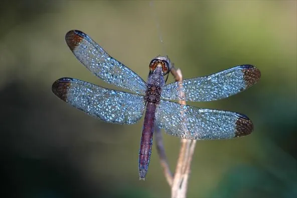 Universo Animal: Las libélulas forman gigantescos enjambres