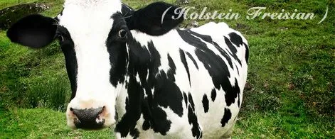 Vaca frisona o Holstein | AGROGNOMOS