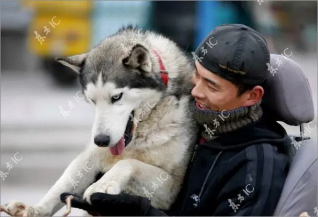 Usando a perros siberianos como medio de transporte en China | Humor ... Usando a perros siberianos como medio de transporte en China | Humor ...