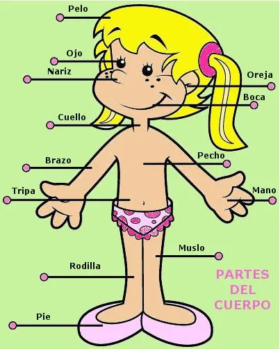 Partes del cuerpo de niño y niña - Imagui