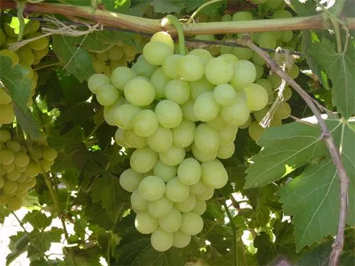 Nuevas variedades de uvas de mesa