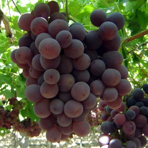 Uva roja y su poder antioxidante | Remedios Caseros - Portal de ...
