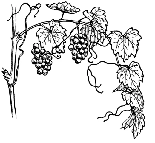 Las uvas y el vino - Taringa!