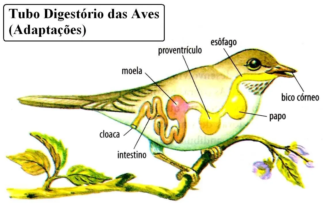 v70profleo-bio2.blogspot.com: BIO 2 - Tema 1 - Digestório (Agora ...