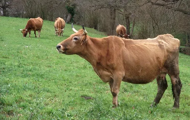 Vaca roxa asturiana en Waste magazine
