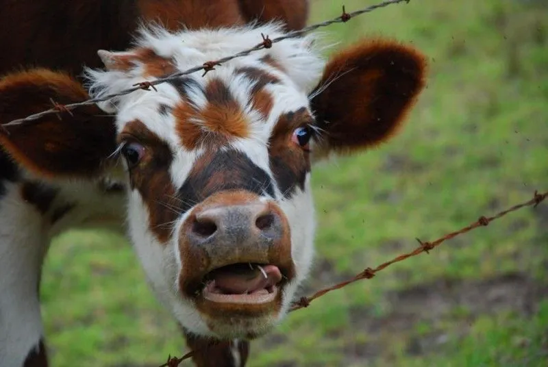 vaca sacando la lengua. Fotos de la calera