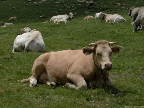 Vaca | Wikifaunia, tu enciclopedia de animales