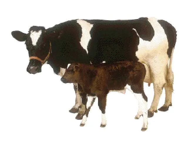 Vaca.jpg