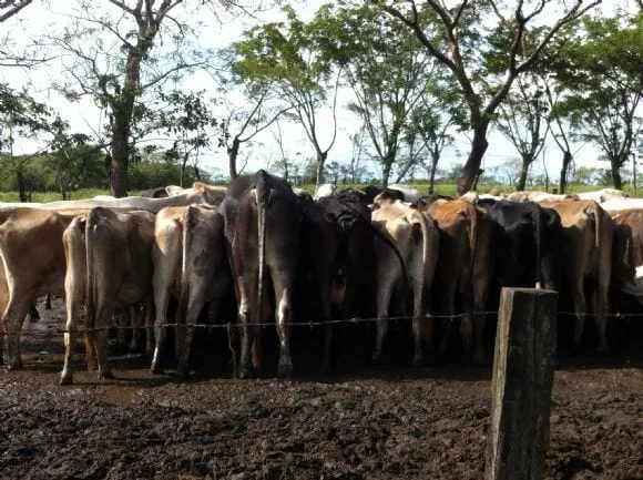 VACAS SUIZBU - Fotos de ganado del rancho Corpus Christi - engormix