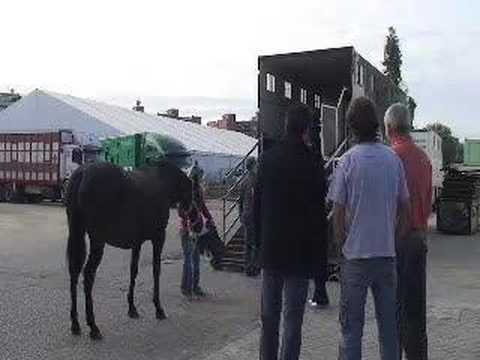 Vacas 3 Parte - VidoEmo - Emotional Video Unity Vacas 3 Parte - VidoEmo - Emotional Video Unity
