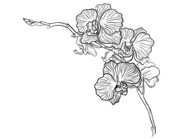 Vector dibujado de orquídeas Phalaenopsis mano — Vector stock ...