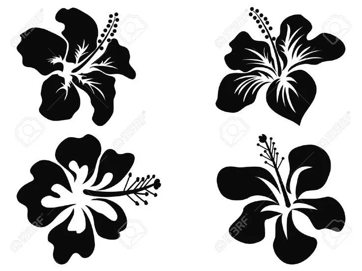 Vector. Textura, diseño. Silueta negra de flores de Hibisco. Fondo ...