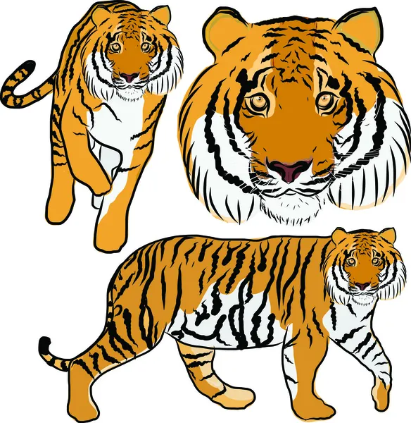 vector de tigre dibujado mano — Vector stock © wonderisland #26346361