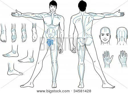 Vectores y fotos en stock de Un hombre desnudo de pie con masaje ...