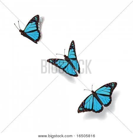 Vectores y fotos en stock de mariposa en movimiento | Bigstock