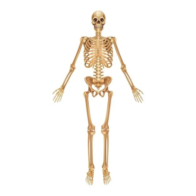 Vectores e ilustraciones de Esqueleto humano para descargar gratis | Freepik