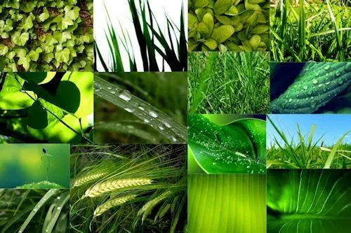 Vegetación - Imágenes verdes - 15 fotos de la naturaleza | Banco ...