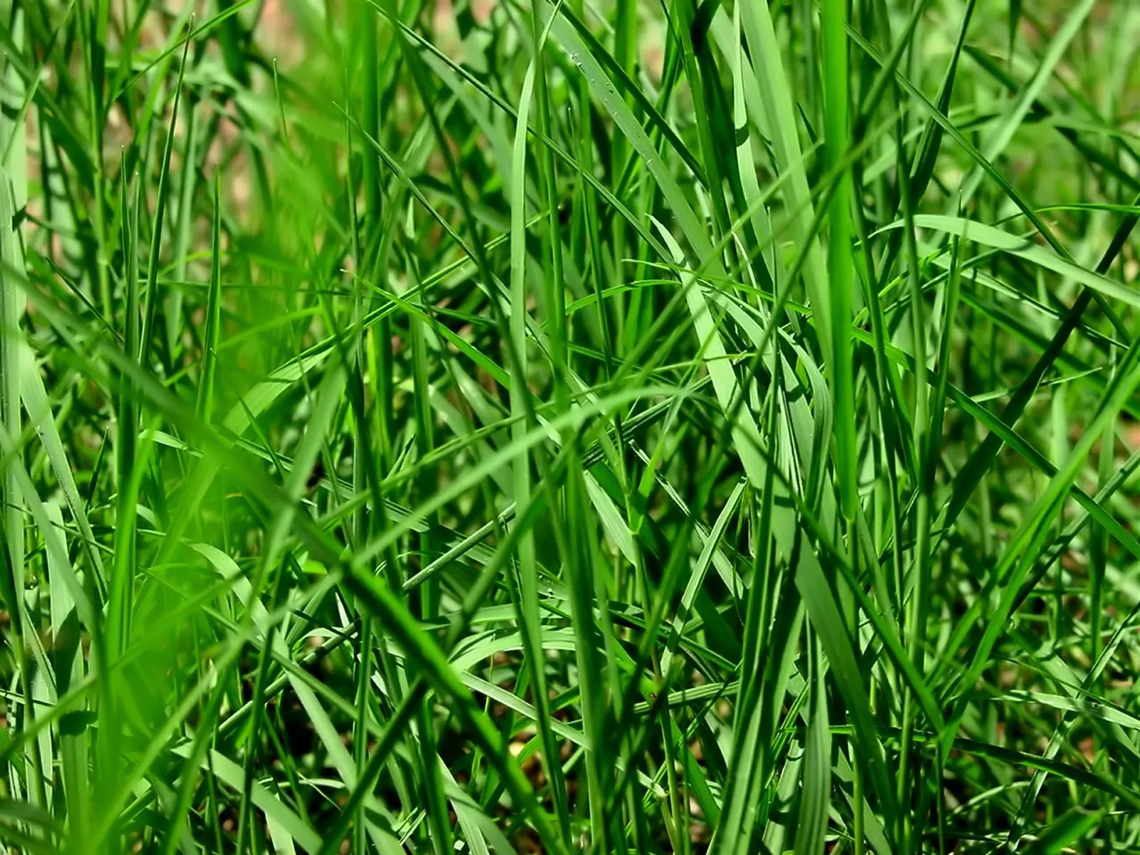 Vegetación - Imágenes verdes - 15 fotos de la naturaleza ...