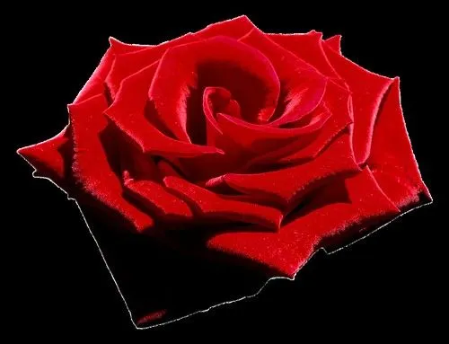 Velvet Red Rose, Png file, Attention only the maximum original ... Velvet Red Rose, Png file, Attention only the maximum original ...