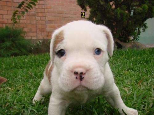 Se vende cachorros raza boxer - lima peru/ albinos /marrones ...