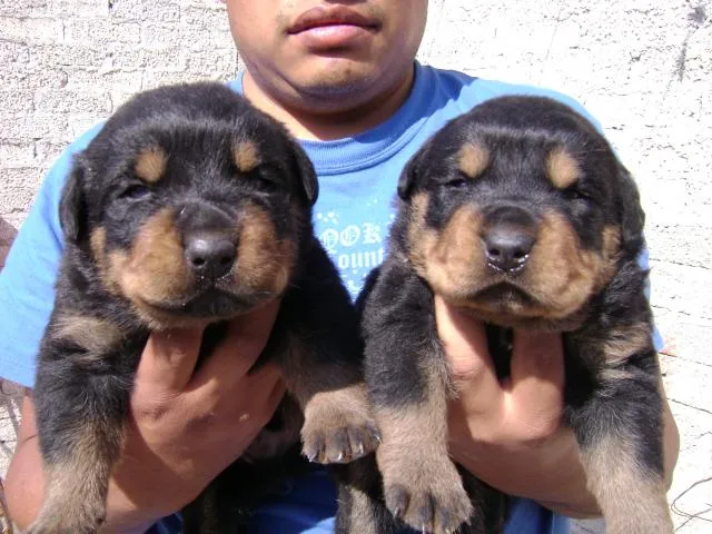 se venden preciosos cachorros rottweiler en Ixtapaluca