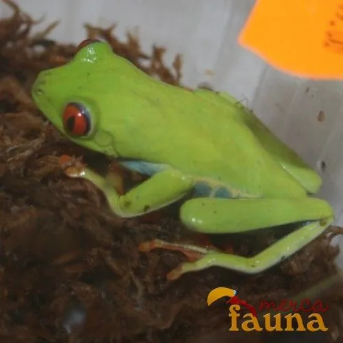Vendo animales exoticos (reptiles, anfibios, roedores ... Vendo animales exoticos (reptiles, anfibios, roedores ...