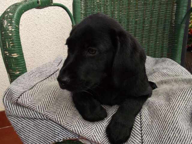 Vendo cachorro de labrador negro en madrid - Móstoles, España ...