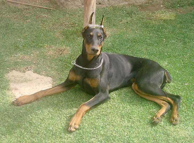 Vendo cachorros doberman y pinscher miniatura - Cochabamba ... Vendo cachorros doberman y pinscher miniatura - Cochabamba ...