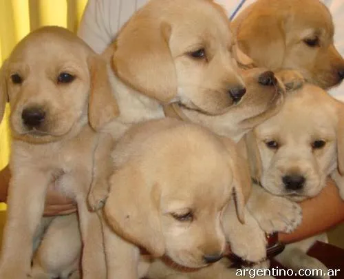 Vendo cachorros Labrador Golden Retriever en Jesús María: teléfono