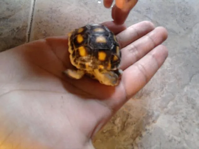 Vendo tortugas de tierra bebés en Monterrey