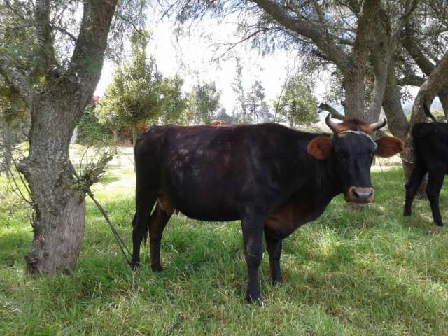 Vendo vaca jersey preñada - Quito, Ecuador - Animales / Mascotas